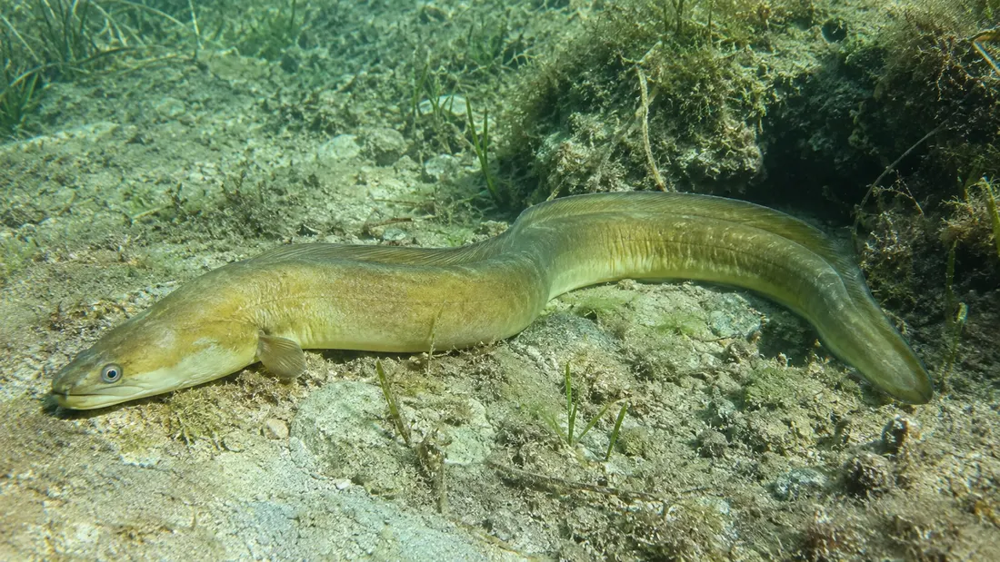 Anguilla: fotografia 5