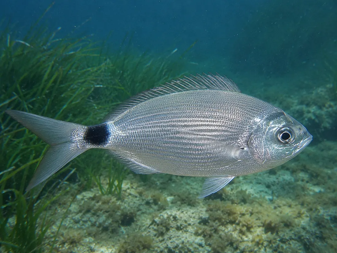 Occhiata (Oblada melanurus): esemplare fotografato