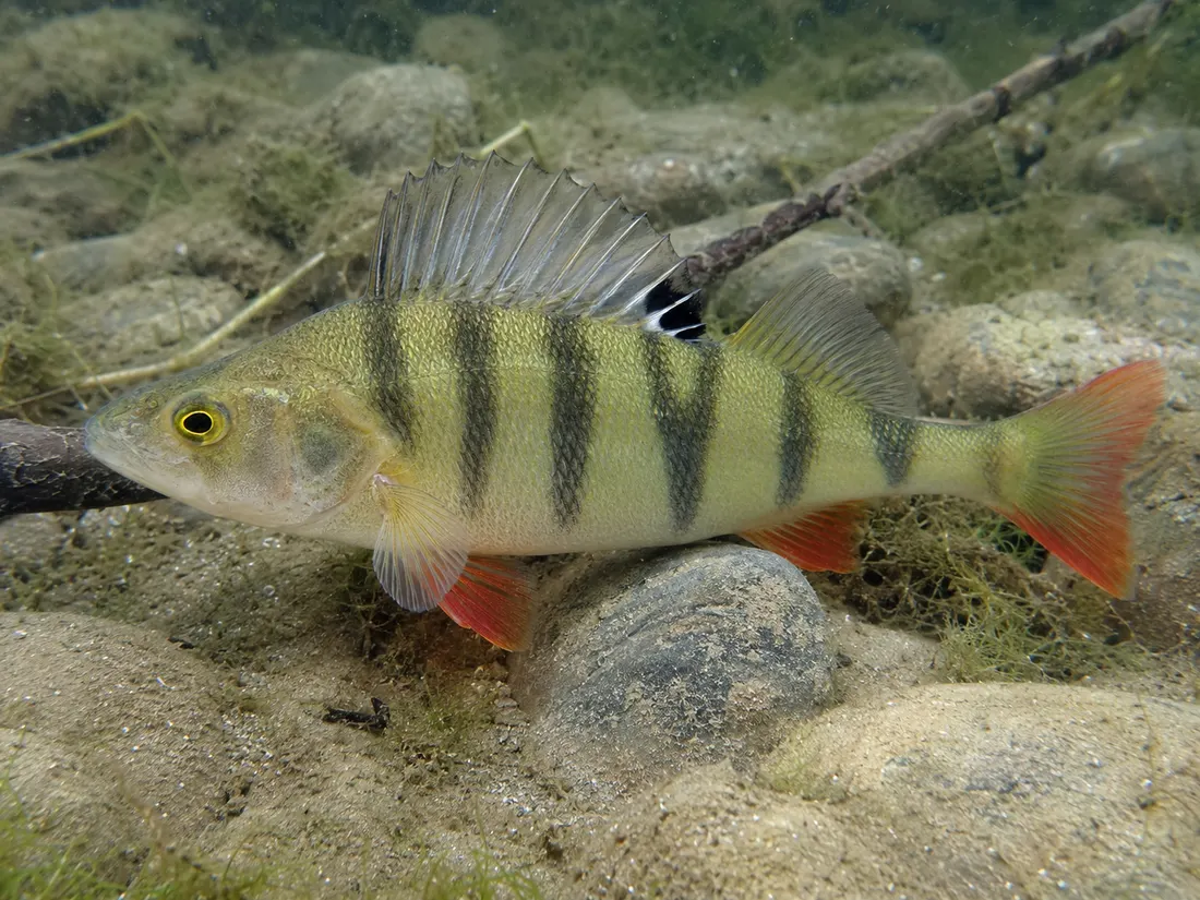 Persico reale (Perca fluviatilis): esemplare fotografato