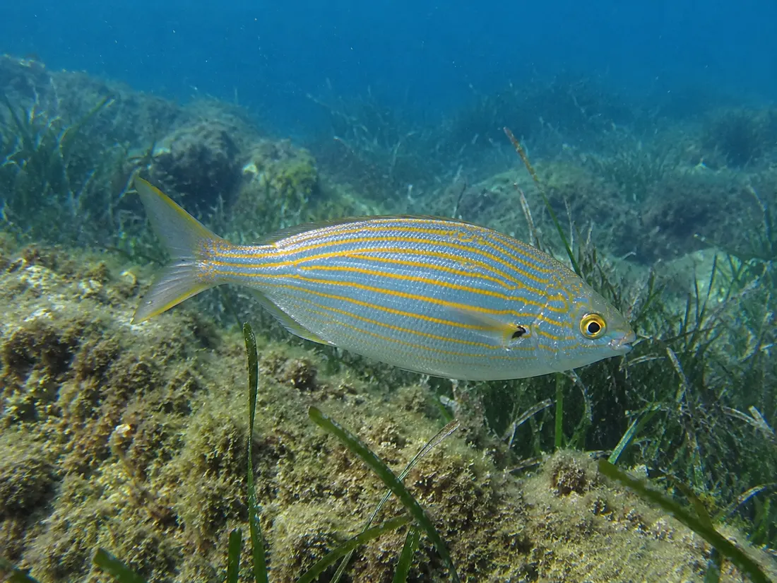 Salpa (Sarpa salpa): esemplare fotografato