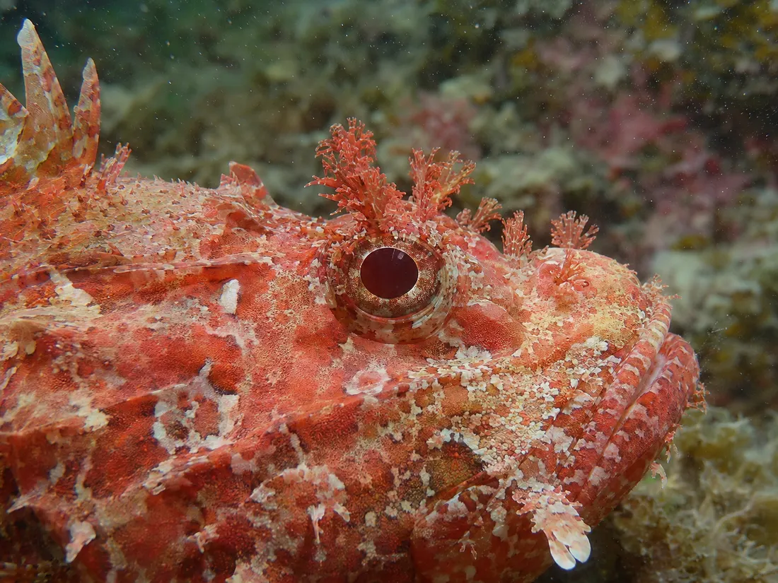 Scorfano rosso: fotografia 4
