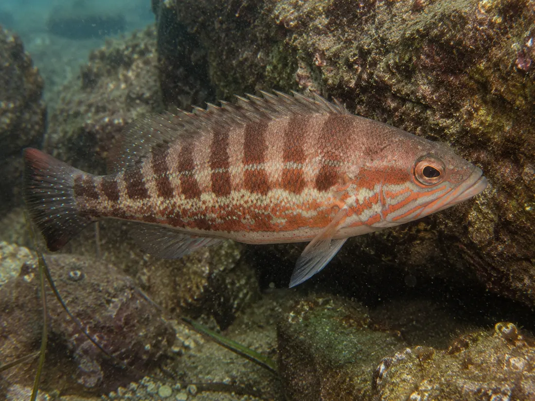 Perchia (Serranus cabrilla): esemplare fotografato