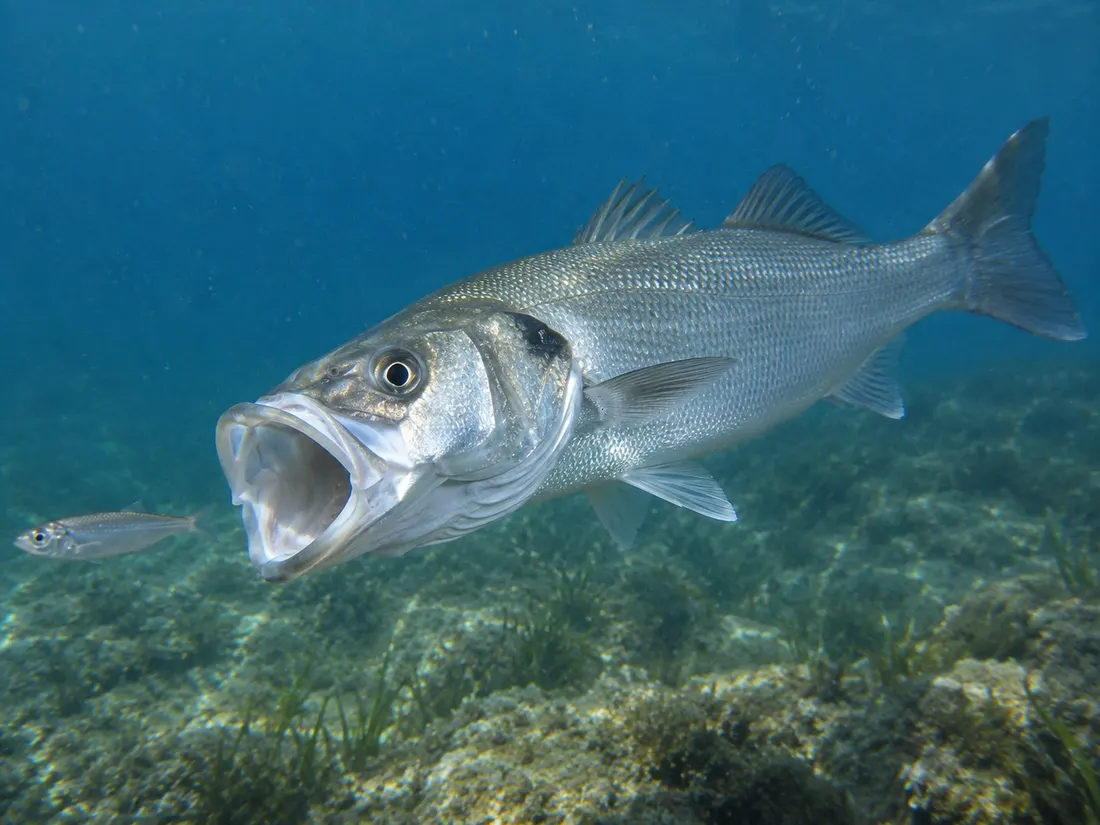 Spigola/Branzino: fotografia 5