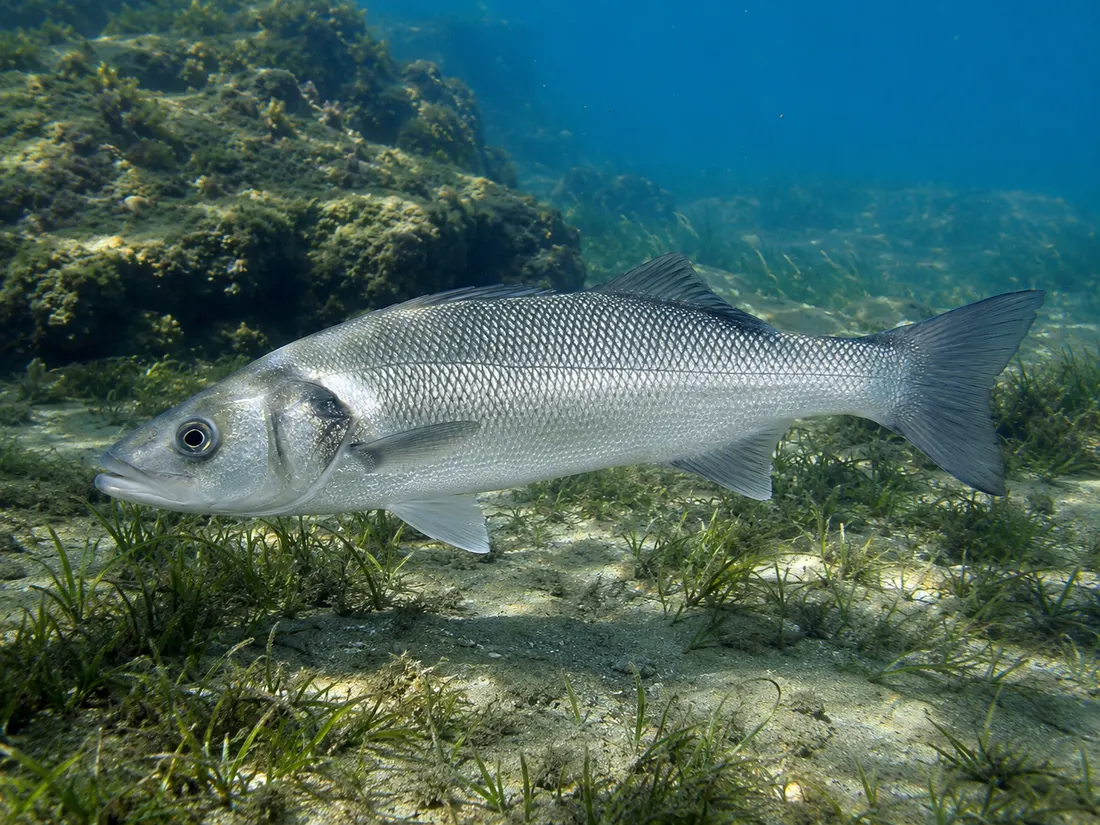 Spigola/Branzino (Dicentrarchus labrax): esemplare fotografato
