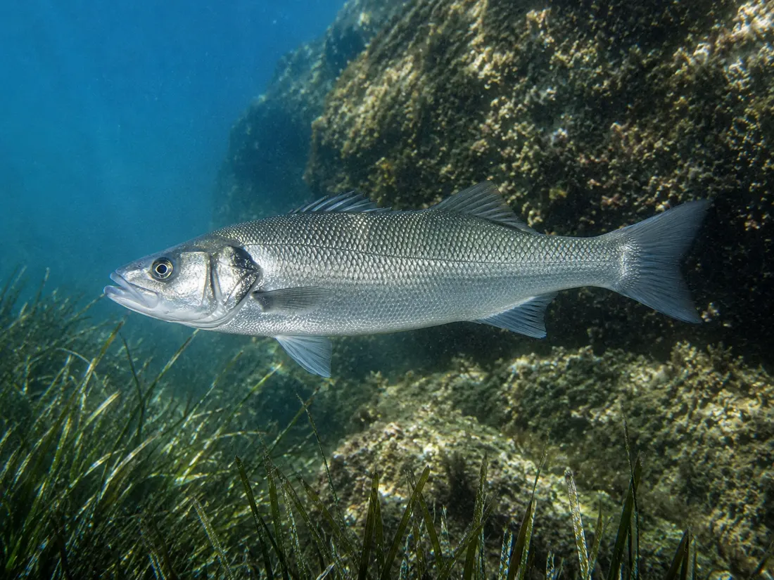 Spigola/Branzino: fotografia 3